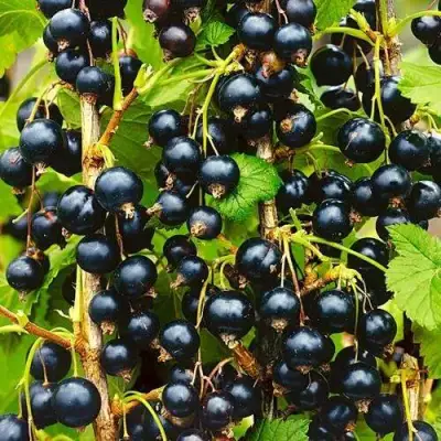 Смородина чёрная ИЗЮМНАЯ в Полоцке