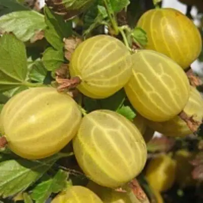 саженцы крыжовника куршу дзинтарс