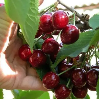 Черешня СЮБАРОВСКАЯ в Полоцке