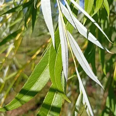 Ива ВИТЕЛЛИНА белая  в Полоцке