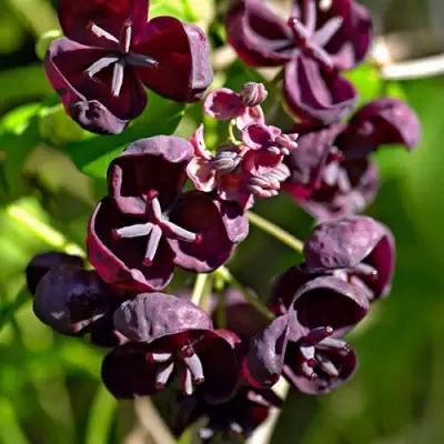 Акебия ПЯТЁРНАЯ  в Полоцке