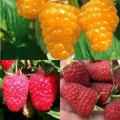 Комплект ЗОЛОТАЯ МАЛИНА в Полоцке