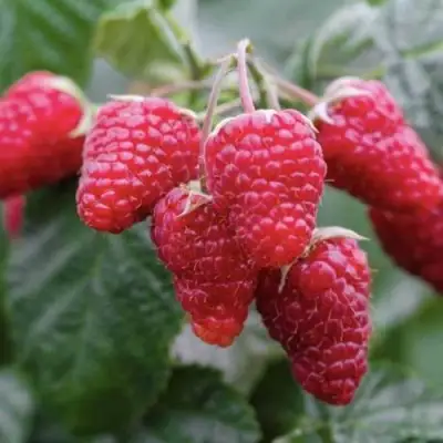 Малина МАРОСЕЙКА в Полоцке