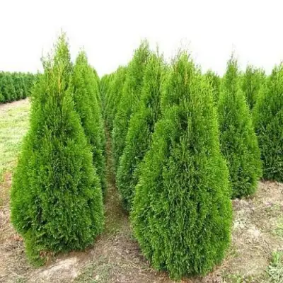 Туя СМАРАГД западная в Полоцке