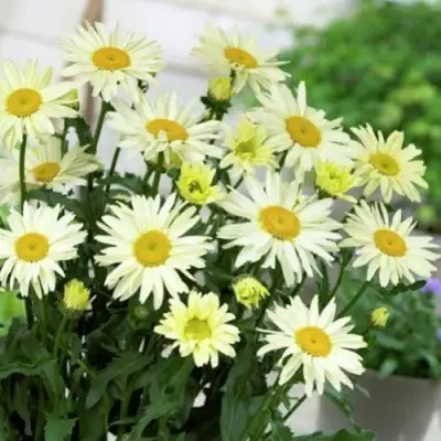 Нивяник БРОДВЕЙ ЛАЙТС великолепный в Полоцке