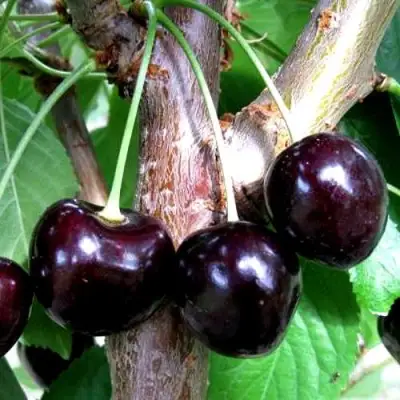 Вишня ШОКОЛАДНИЦА в Полоцке