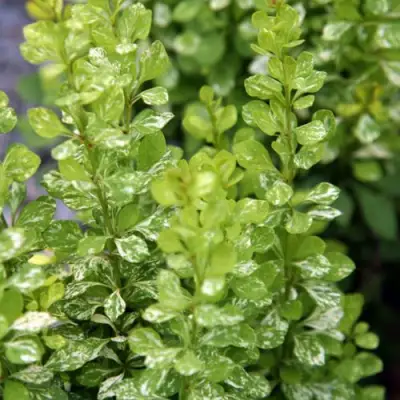 Барбарис ПАУ ВАУ тунберга в Полоцке