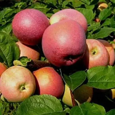 Яблоня СЛАВА ПОБЕДИТЕЛЯМ в Полоцке