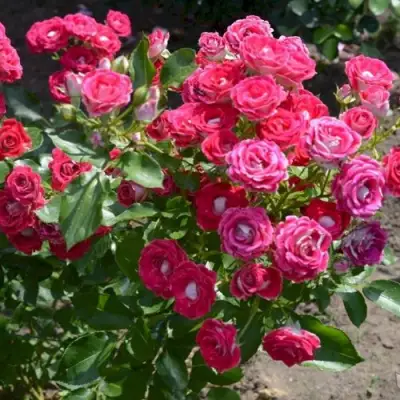 Роза ШОНЕ КОБЛЕНЦЕРИН флорибунда в Полоцке