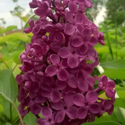 Сирень ИНДИЯ в Полоцке