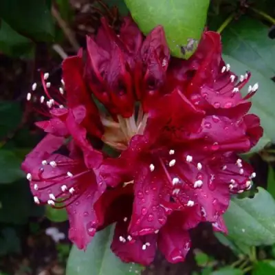 Рододендрон КАЛИ в Полоцке
