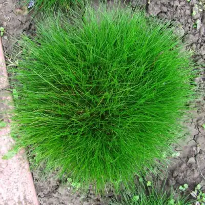 Овсяница ГОТЬЕ в Полоцке