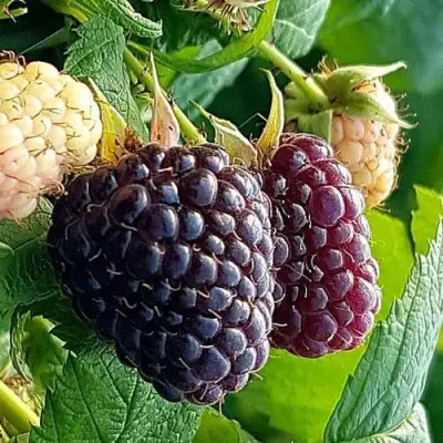 Малина БЛЭК ПОЛЬКА (ХЕБАН) в Полоцке