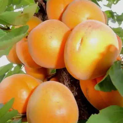 Абрикос ДЕСЕРТНЫЙ в Полоцке