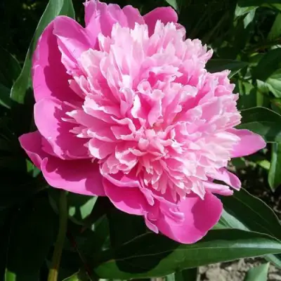 Пион ГОЛУБАЯ ХРИЗАНТЕМА травянистый в Полоцке