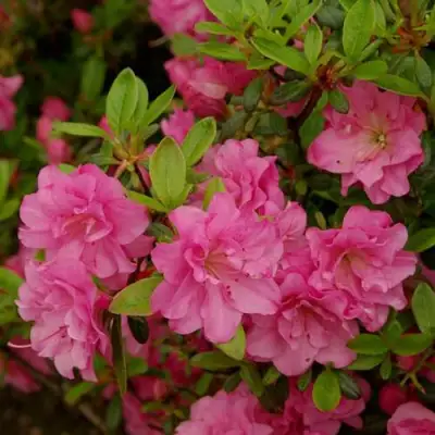 Азалия РОЗИНЕТТА японская в Полоцке