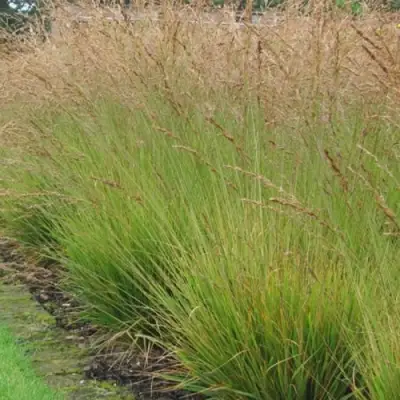 Молиния ПОЛ ПЕТЕРСОН голубая в Полоцке
