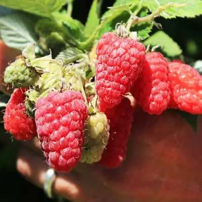 Малина ПАТРИЦИЯ в Полоцке