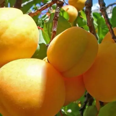 Абрикос ПАМЯТЬ ЛОЙКО в Полоцке