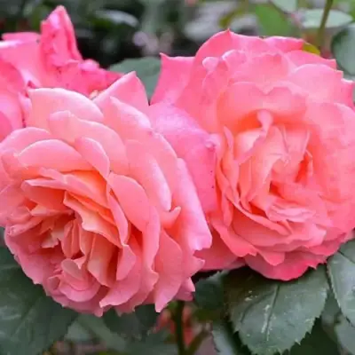 Роза ИНСТИТУТ ЛЮМЬЕР шраб в Полоцке