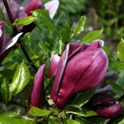 Магнолия НИГРА в Полоцке