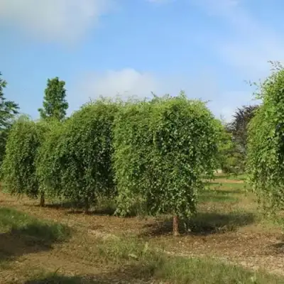 Береза САММЕР КАСКАД черная в Полоцке