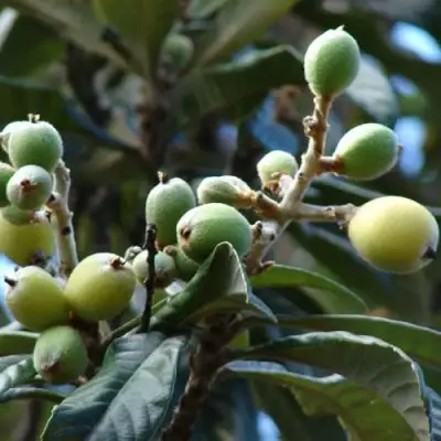 МУШМУЛА  в Полоцке