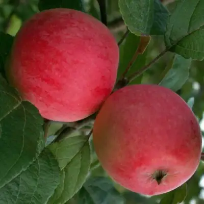 Яблоня СУЙСЛЕПСКОЕ (МАЛИНОВКА) в Полоцке