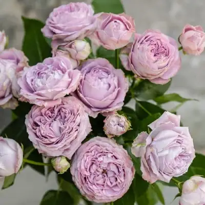 Роза ЛАВАНДЕР БАБЛС спрей в Полоцке