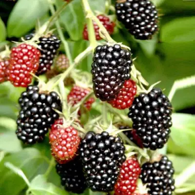 Ежемалина ДАРРОУ в Полоцке