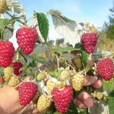 Малина ЖАР-ПТИЦА в Полоцке