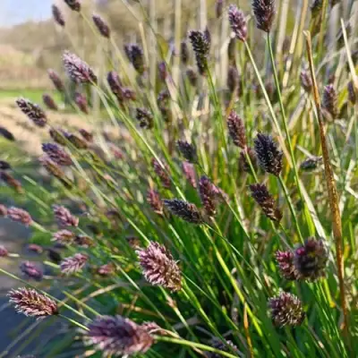 Сейслерия ХЕФЛЕРА в Полоцке