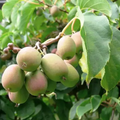 Актинидия ЛЮСИ аргута  в Полоцке