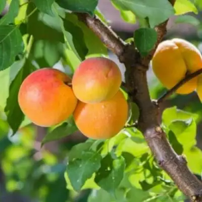 Абрикос РИТАУСМА в Полоцке