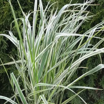 Вейник ОВЕРДАМ остроцветковый в Полоцке