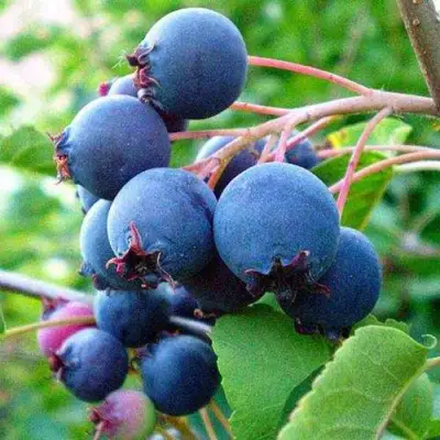 Ирга ПЕМБИНА в Полоцке