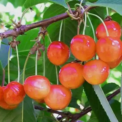 Черешня НАСЛАЖДЕНИЕ в Полоцке