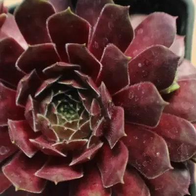 Молодило БЛЭК МОУНТЭЙН в Полоцке