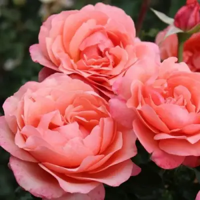 Роза КОРАЛ ЛИОНС РОУЗ флорибунда в Полоцке