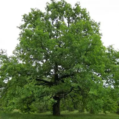Дуб черешчатый в Полоцке