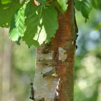 Береза бумажная в Полоцке