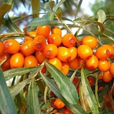 Облепиха БОТАНИЧЕСКАЯ в Полоцке