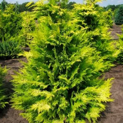 Кипарисовик ГОЛДЕН ВОНДЕР лавсона в Полоцке