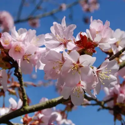 Вишня РАНЧО САРЖЕНТА в Полоцке