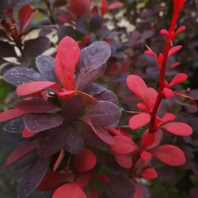 Барбарис РЕД ПИЛЛАР тунберга в Полоцке