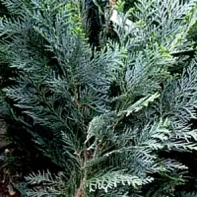 Кипарисовик ДАРТС БЛЮ РИББОН лавсона в Полоцке