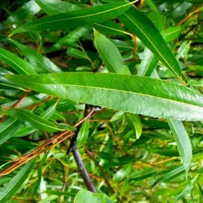 Ива ломкая  в Полоцке