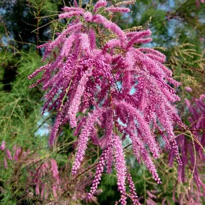 Тамарикс ПИНК КАСКАД в Полоцке