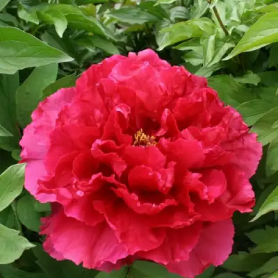 Пион АРОМАТНОЕ ВОСПОМИНАНИЕ древовидный в Полоцке