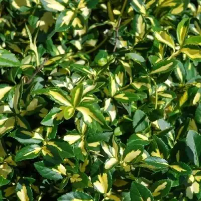 Бересклет САНСПОТ форчуна в Полоцке